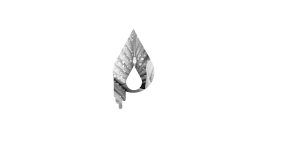 Logo biobava
